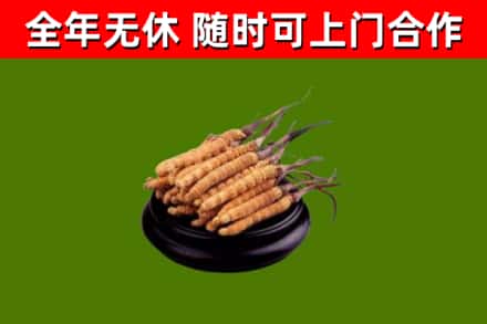 颍州回收冬虫夏草